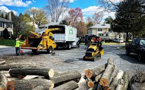Best Tree Cabling and Bracing  in Narberth, PA