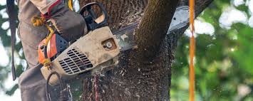 Best Lawn Maintenance Plans  in Narberth, PA