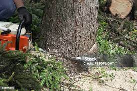 How Our Tree Care Process Works  in  Narberth, PA
