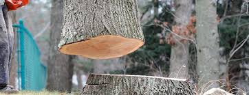 Best Storm Damage Tree Cleanup  in Narberth, PA