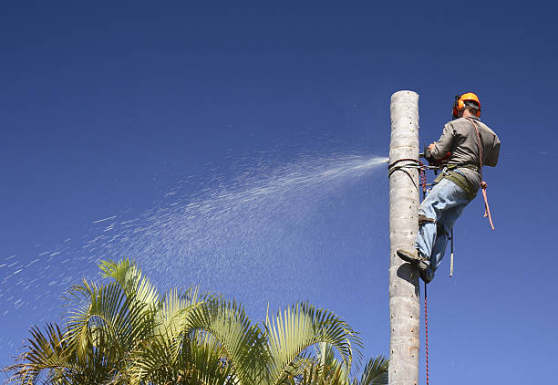 Best Commercial Tree Services  in Narberth, PA