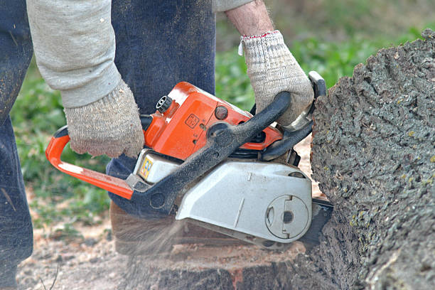 Best Lawn Irrigation Installation and Maintenance  in Narberth, PA