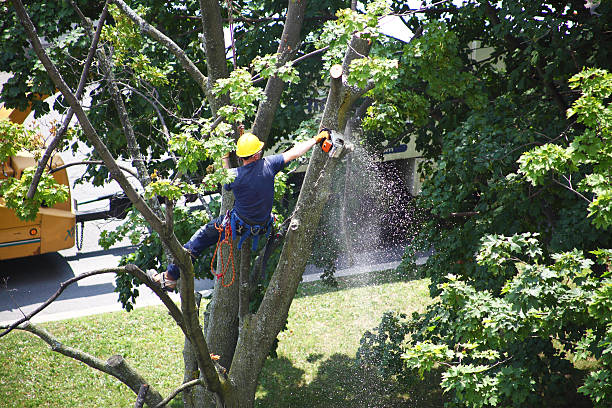 Trusted Narberth, PA Tree Care Experts