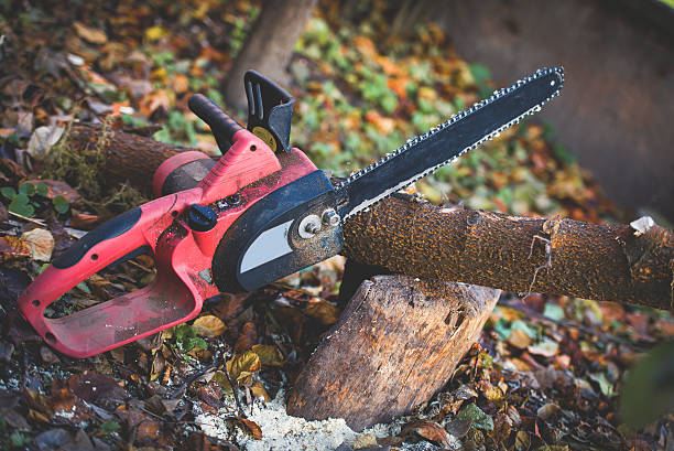  Narberth, PA Tree Care Pros
