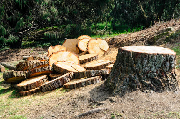 Best Tree Maintenance Programs  in Narberth, PA